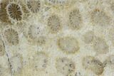 Polished, Fossil Coral Slab - Indonesia #109138-1